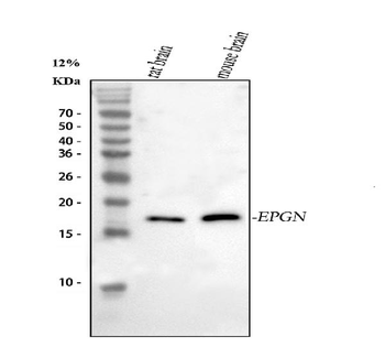 Anti-Epigen/Epgn Antibody