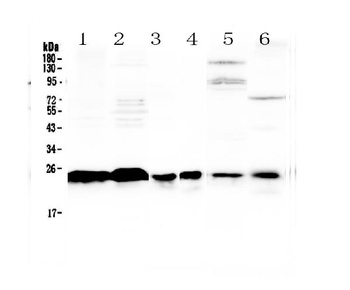 MED18 Antibody