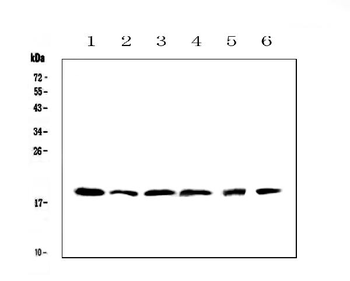 Anti-IL10 Antibody