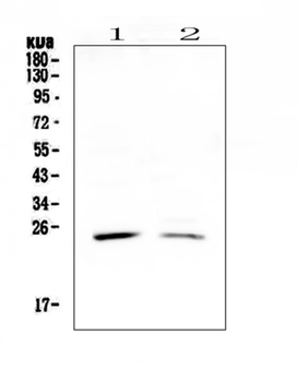 StAR Rabbit Polyclonal Antibody