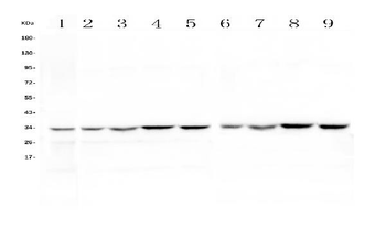 HLF Rabbit Polyclonal Antibody