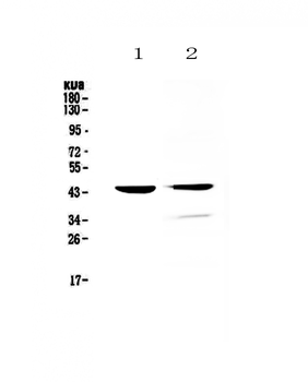 Cathepsin D/Ctsd Antibody
