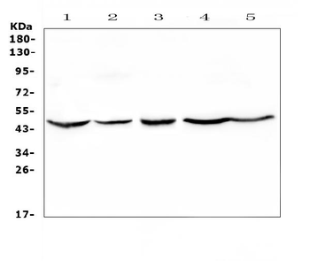 HMBS Antibody
