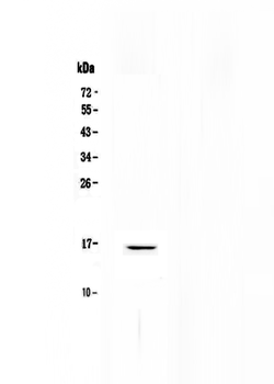Anti-Niemann Pick C2/NPC2 Antibody