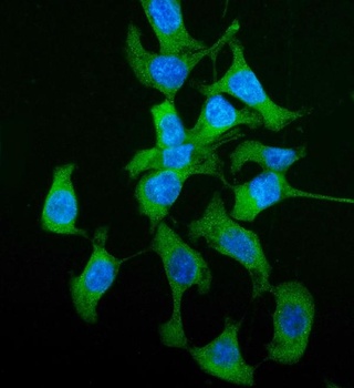 HGD Antibody