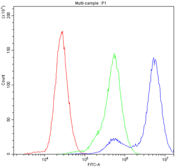 Anti-Nicotinic Acetylcholine Receptor alpha 3/CHRNA3 Antibody