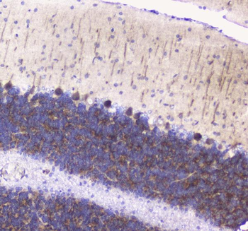 Anti-Betacellulin/Btc Antibody