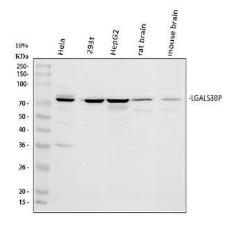 Anti-LGALS3BP Antibody