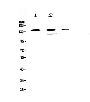 SHIP/INPP5D Antibody