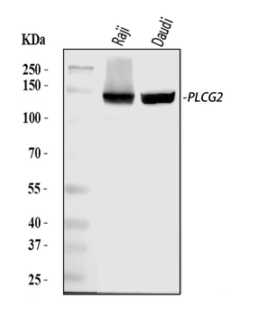Anti-PLCG 2/PLCG2 Antibody