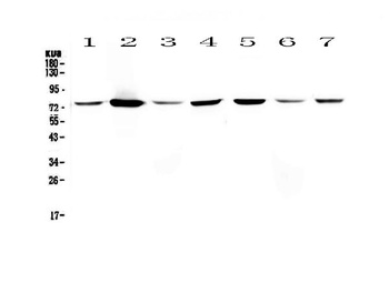 Annexin VI/ANXA6 Antibody
