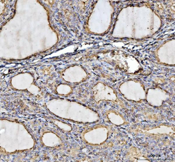 Anti-Annexin VI/ANXA6 Antibody