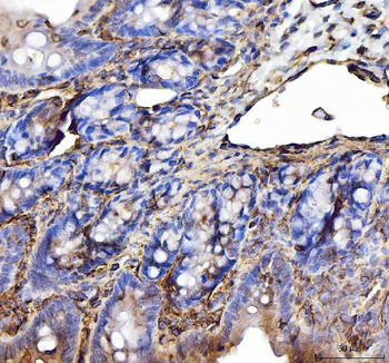 Anti-Annexin VI/ANXA6 Antibody