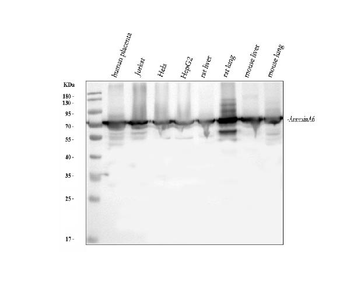 Anti-Annexin VI/ANXA6 Antibody
