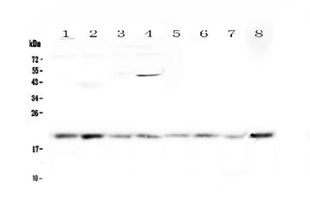 Anti-GADD45G Antibody