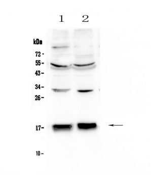 COX IV/COX4I1 Antibody