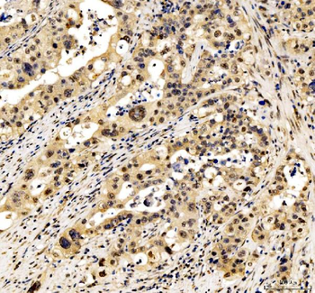 Anti-JunD Antibody