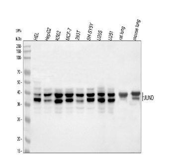 Anti-JunD Antibody
