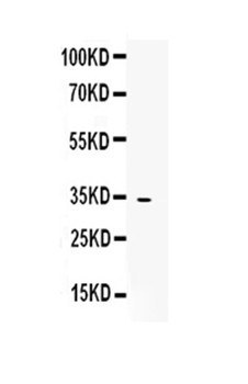 Anti-OIF/Ogn Antibody