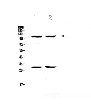 Anti-CD62P/Selp Antibody