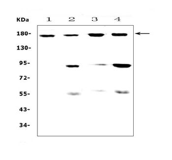 CD11b/ITGAM Antibody