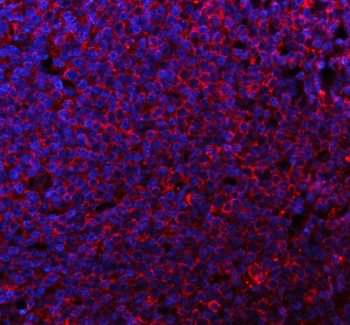 Anti-CD80 Antibody