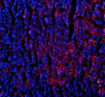 Anti-CD80 Antibody