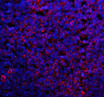 Anti-CD80 Antibody