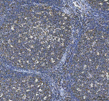 Anti-CD80 Antibody