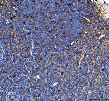 Anti-CD80 Antibody