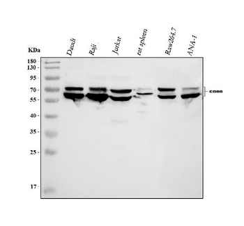 Anti-CD80 Antibody