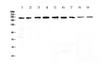 Anti-BRG1/SMARCA4 Antibody