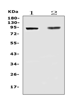 Anti-TLR1 Antibody
