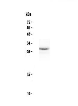 EPO Rabbit Polyclonal Antibody