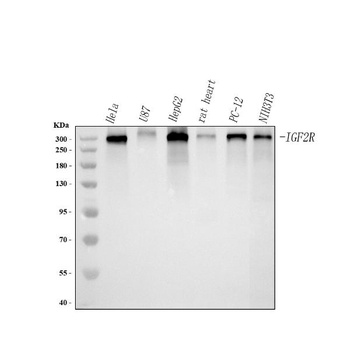 Mannose 6 Phosphate Receptor (Cation independent)/IGF2R Antibody