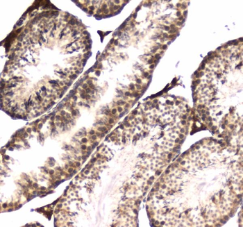 RNA polymerase II RPB1/POLR2A Antibody
