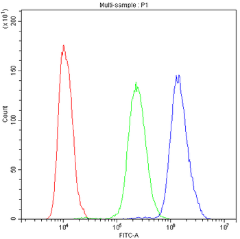 Anti-PDE4D Antibody