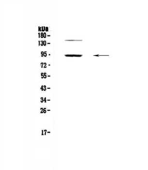 Anti-PDE4D Antibody
