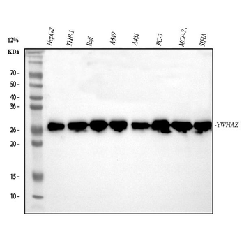 Anti-14-3-3 zeta/delta/YWHAZ Antibody