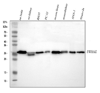 Anti-14-3-3 zeta/delta/YWHAZ Antibody