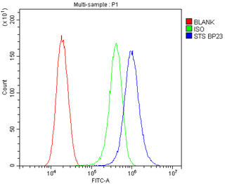Steroid sulfatase/STS Antibody