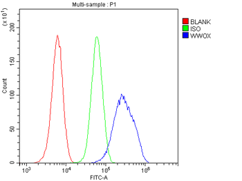 Anti-WWOX Antibody