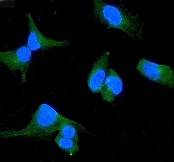 Anti-WWOX Antibody