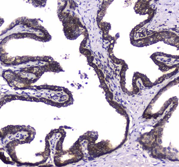 Anti-WWOX Antibody