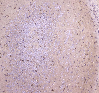 Anti-WWOX Antibody