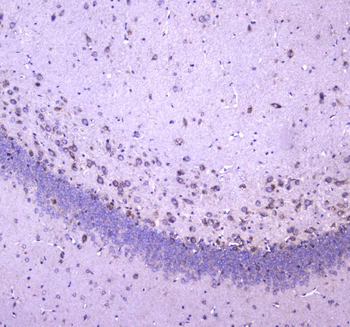 Anti-WWOX Antibody