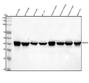 Anti-WWOX Antibody