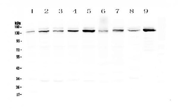 HAUSP/USP7 Antibody