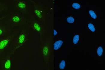Anti-HAUSP/USP7 Antibody