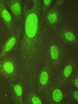 Anti-HAUSP/USP7 Antibody